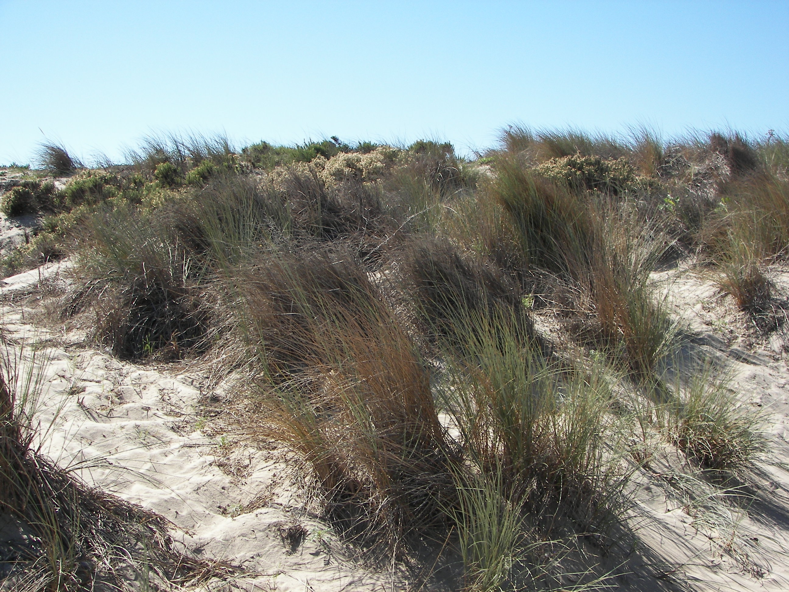 Oxnard Beach Park - Gallery Image