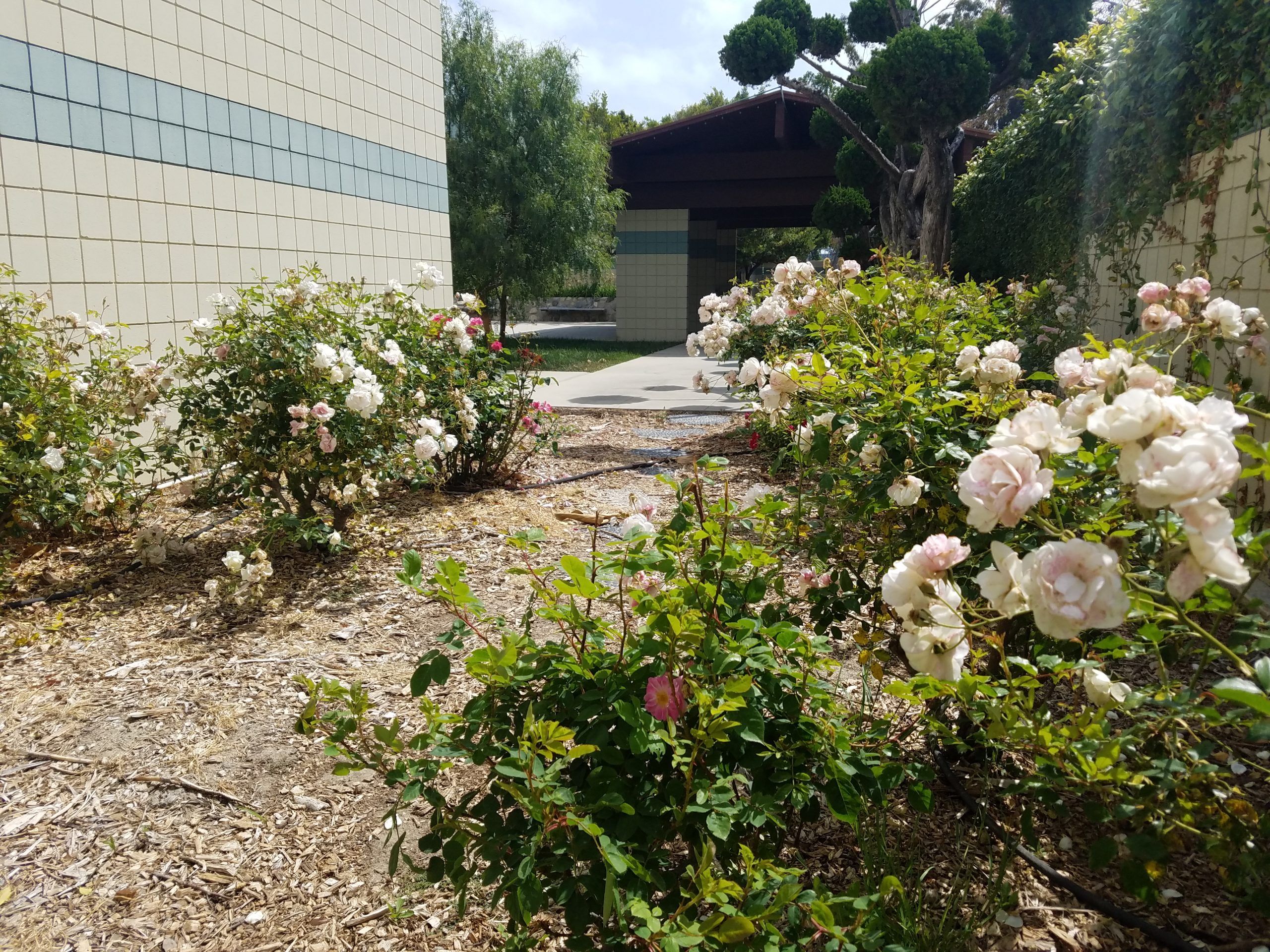 Oxnard Performing Arts and Convention Center - Gallery Image