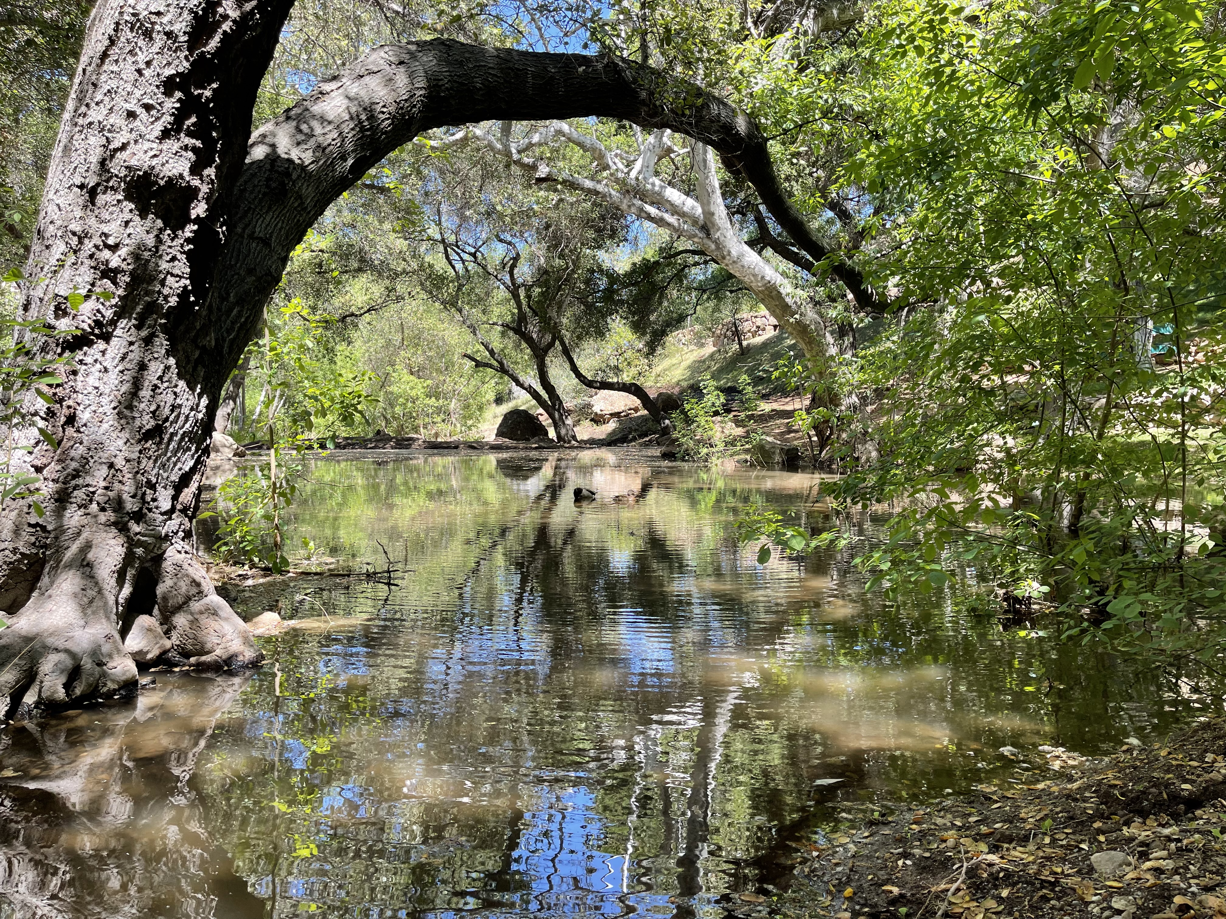 Canyon Ranch - Gallery Image