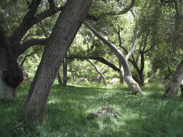 Canyon Ranch - Gallery Image