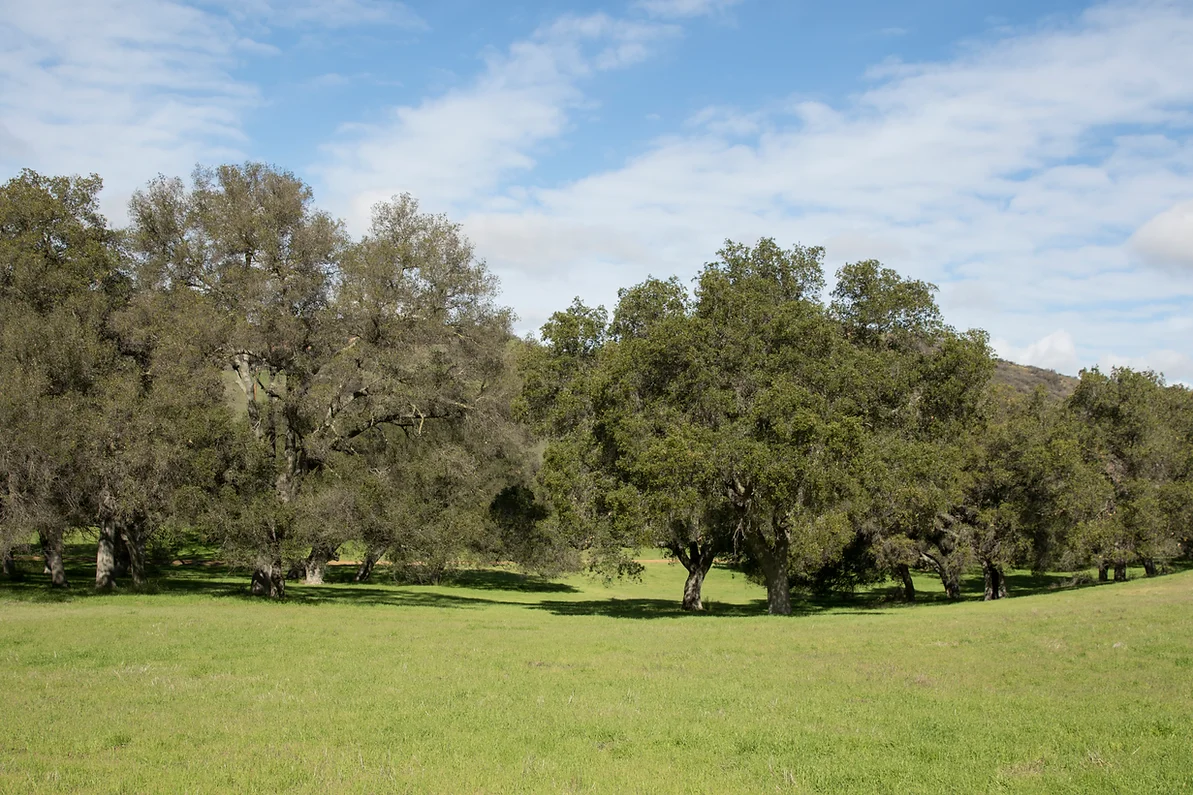 Ventura Farms - Gallery Image
