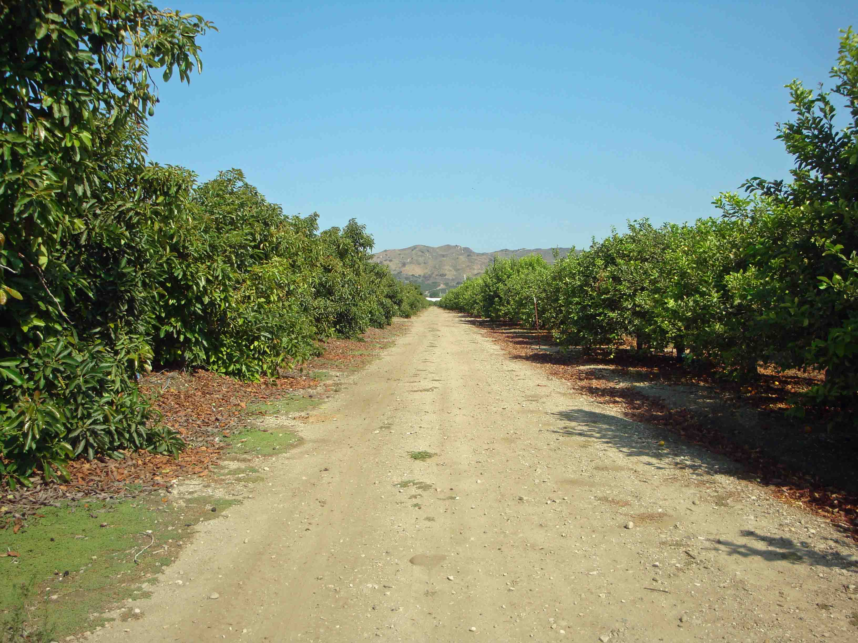 Fig Tree Ranch Farm with '20's house and barn Susan Caughey - Gallery Image