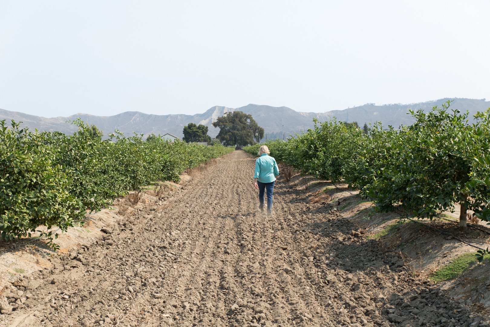 Fig Tree Ranch Farm with '20's house and barn Susan Caughey - Gallery Image