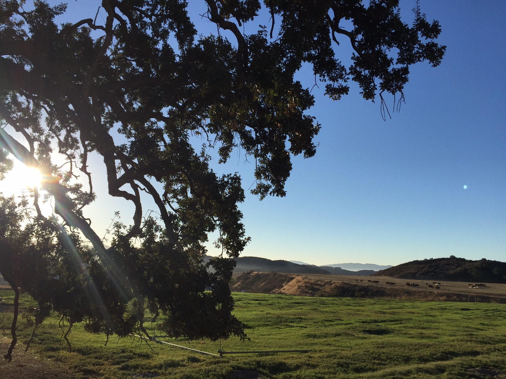 P W Gillibrand Quarry, Cattle and Beach too. - Gallery Image