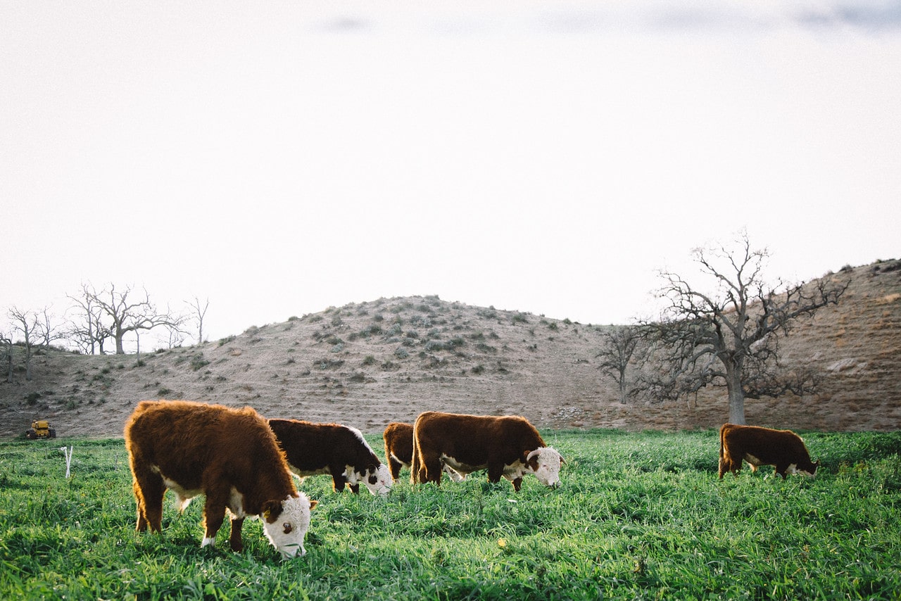 P W Gillibrand Quarry, Cattle and Beach too. - Gallery Image
