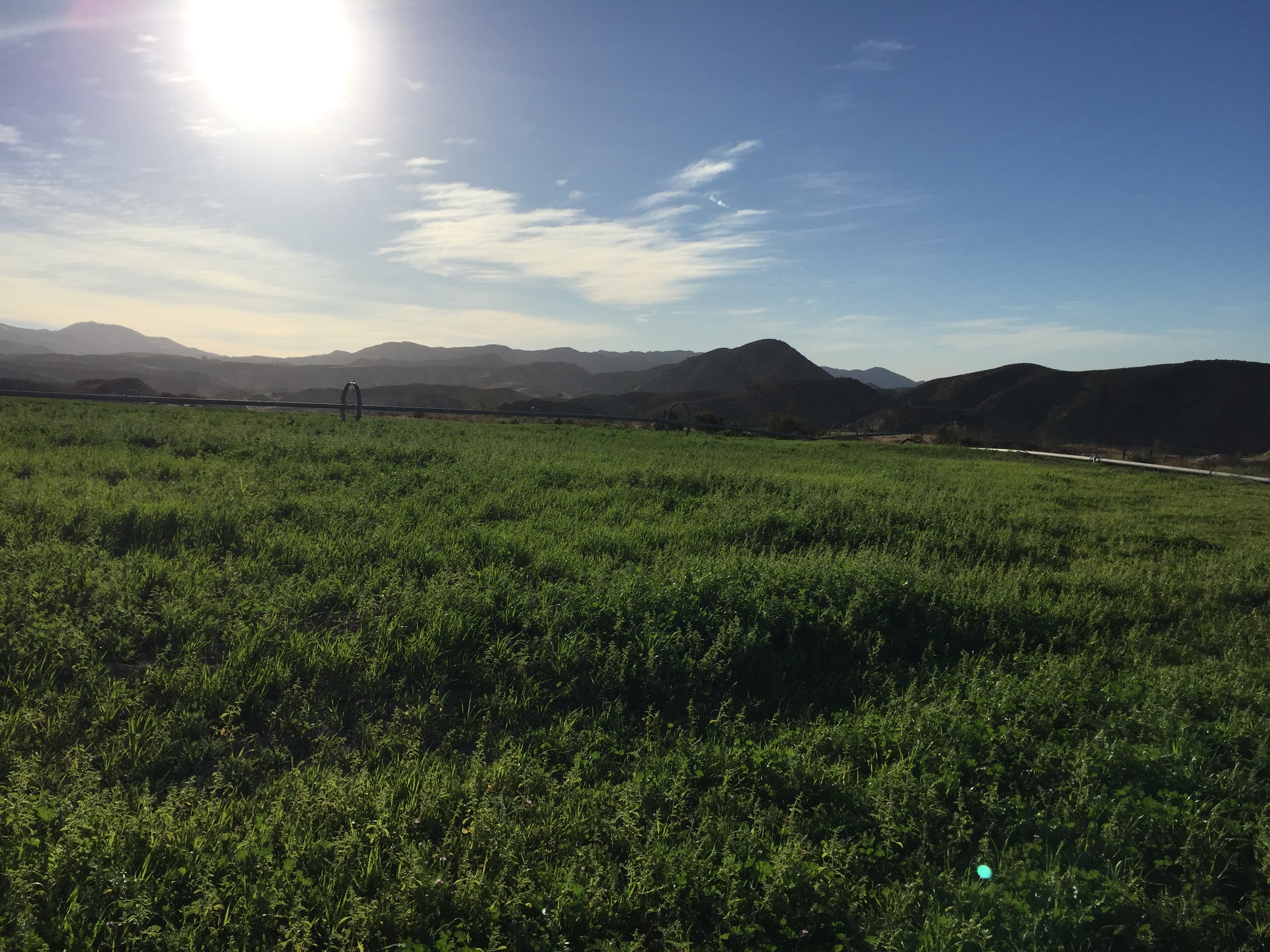 P W Gillibrand Quarry, Cattle and Beach too. - Gallery Image