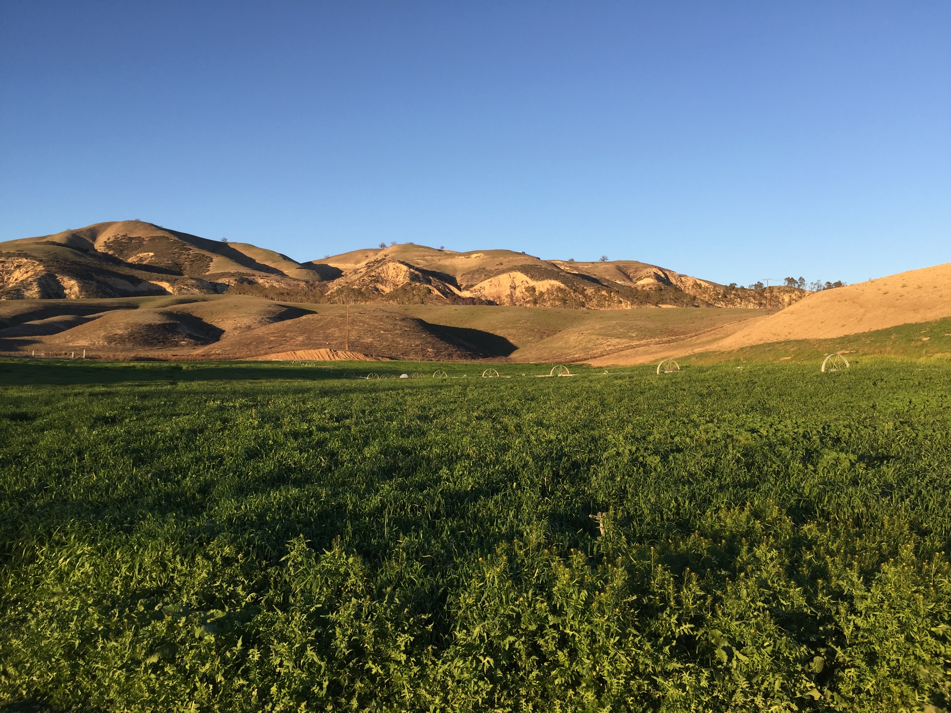 P W Gillibrand Quarry, Cattle and Beach too. - Gallery Image