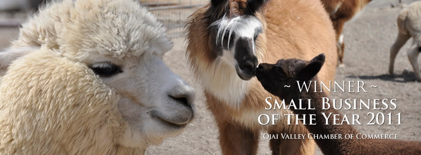 El Paca Pastures ALPACAS - Hero Image