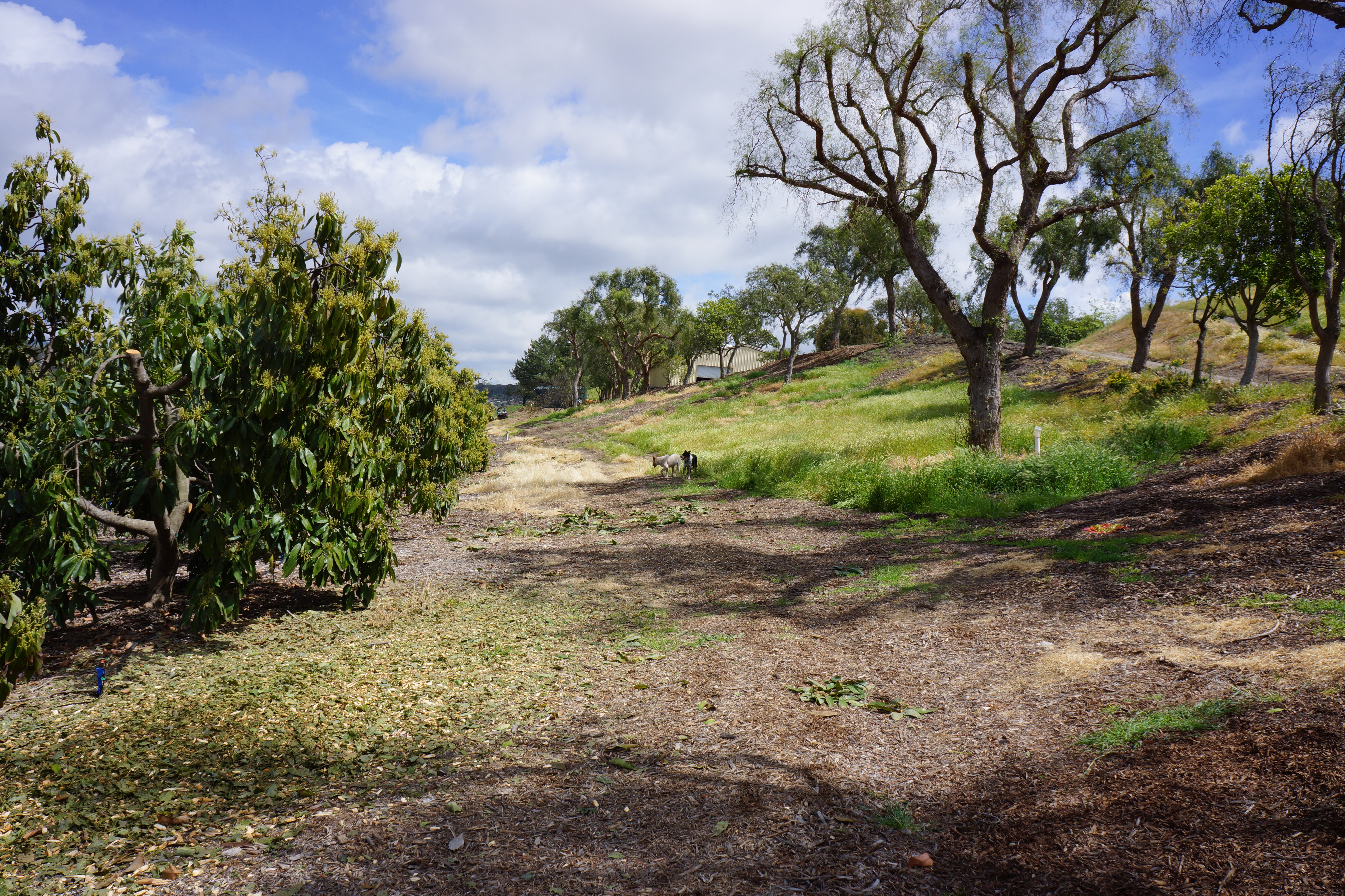 Avocado Ranch Michael James Harrington (Rancho Santa Maria) - Gallery Image