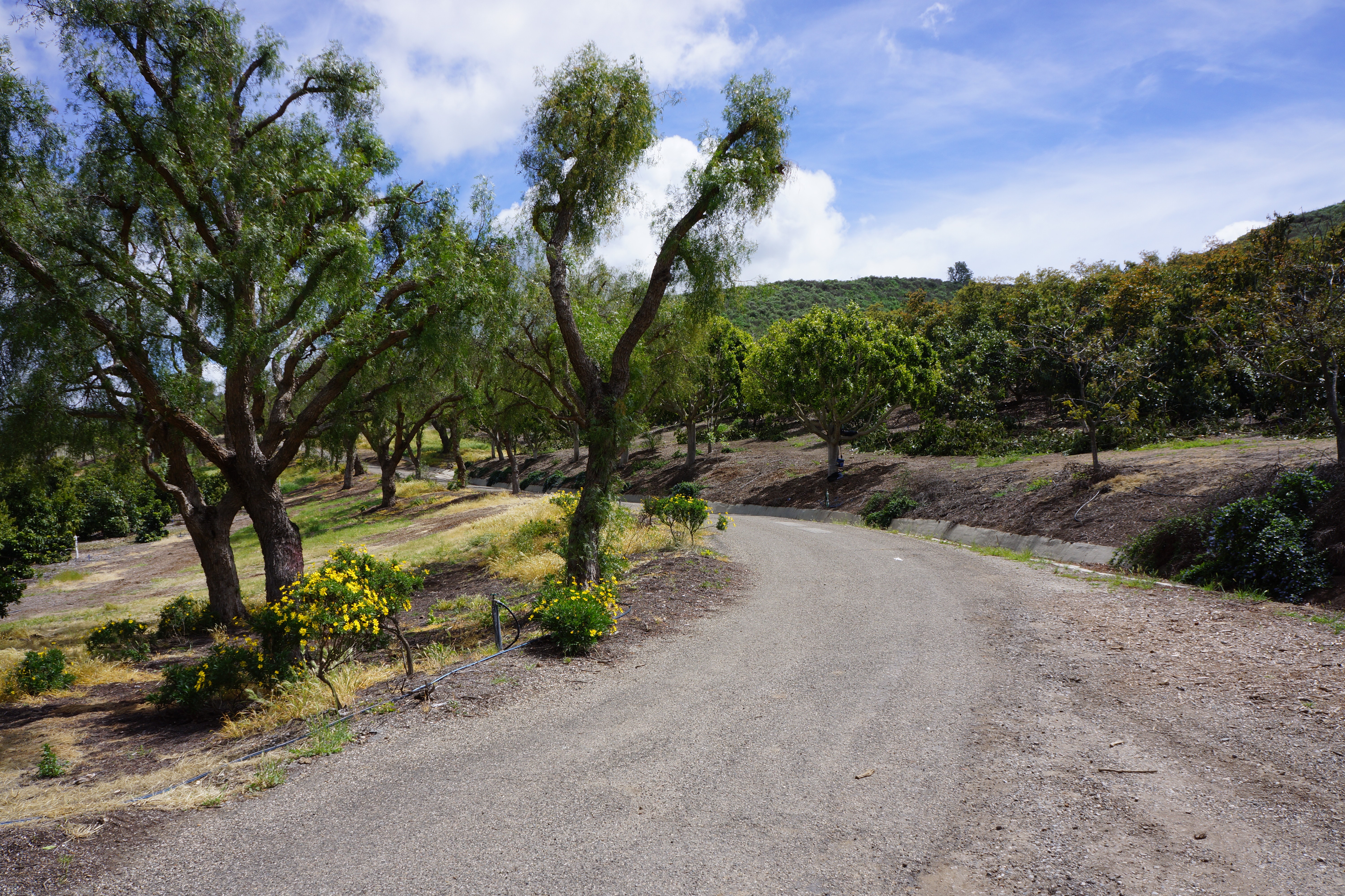 Avocado Ranch Michael James Harrington (Rancho Santa Maria) - Gallery Image