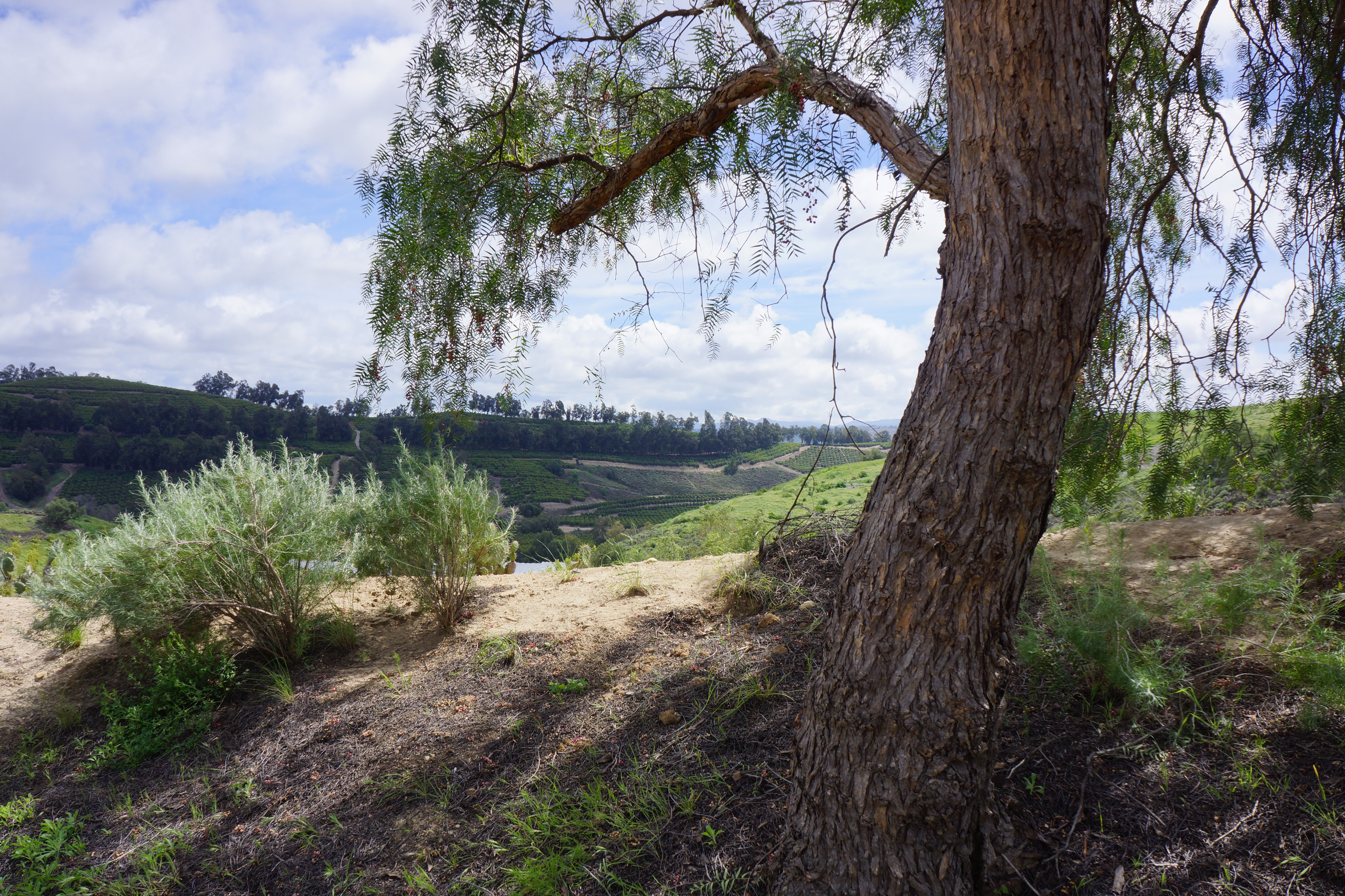 Avocado Ranch Michael James Harrington (Rancho Santa Maria) - Gallery Image