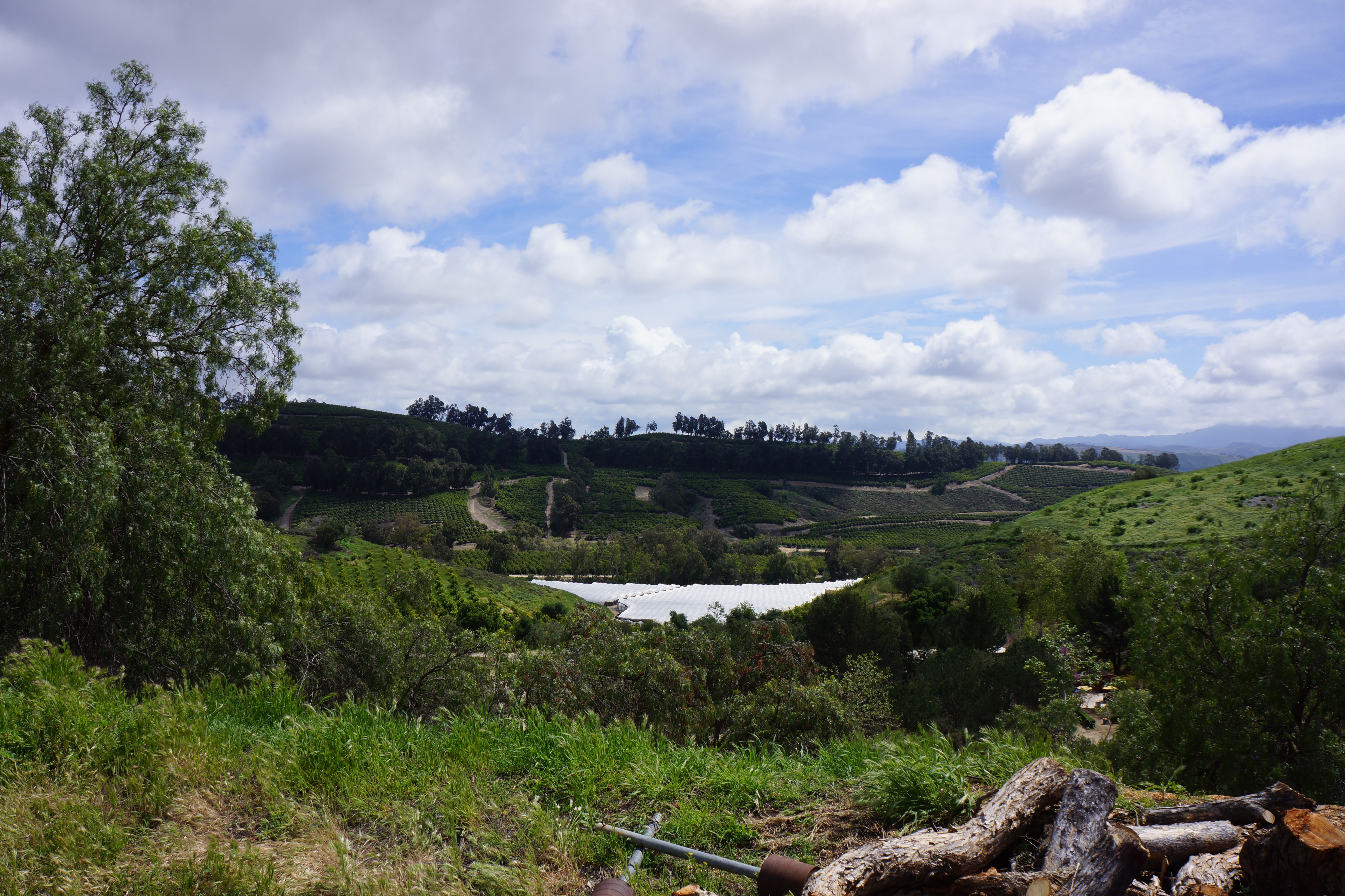 Avocado Ranch Michael James Harrington (Rancho Santa Maria) - Gallery Image