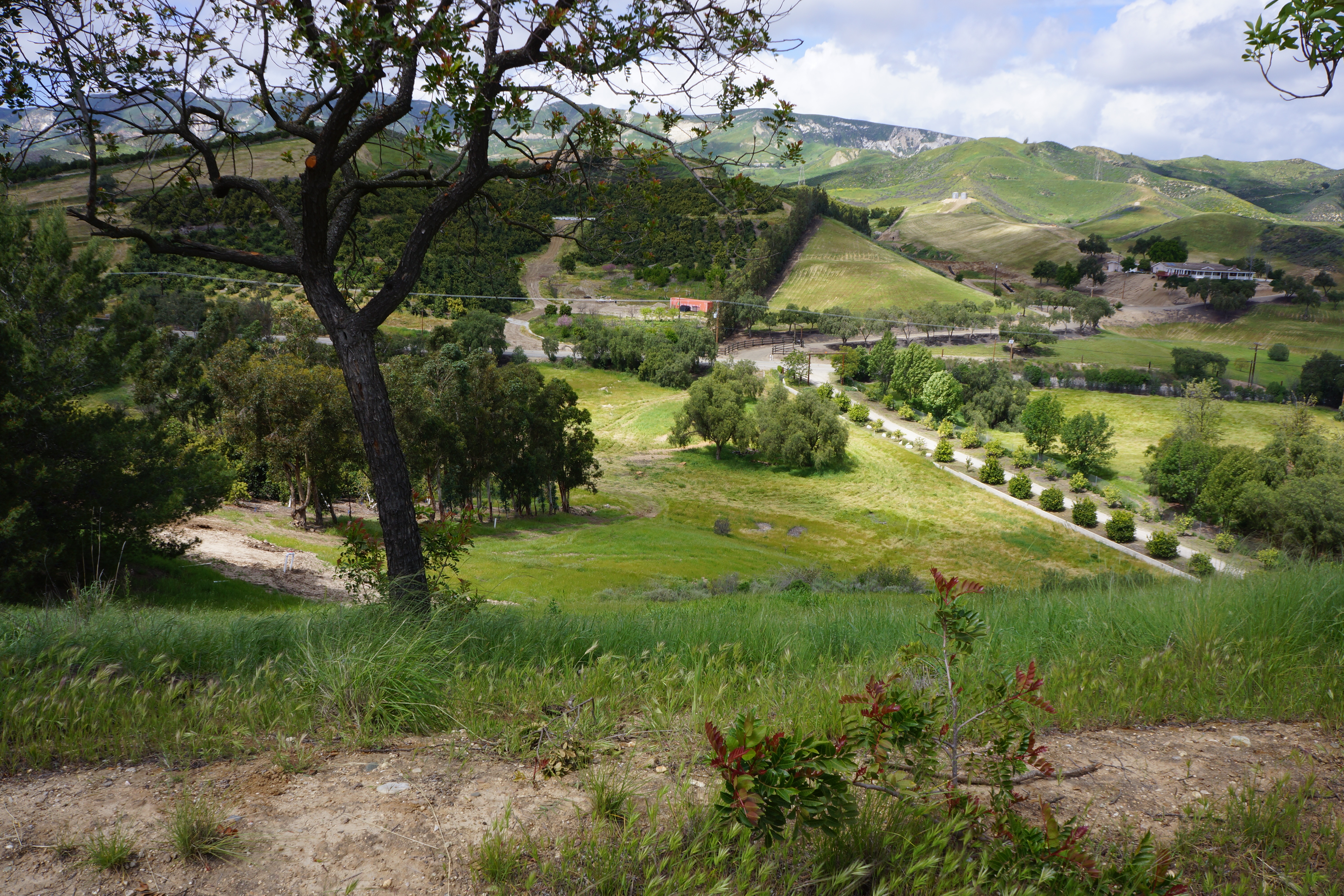 Avocado Ranch Michael James Harrington (Rancho Santa Maria) - Gallery Image