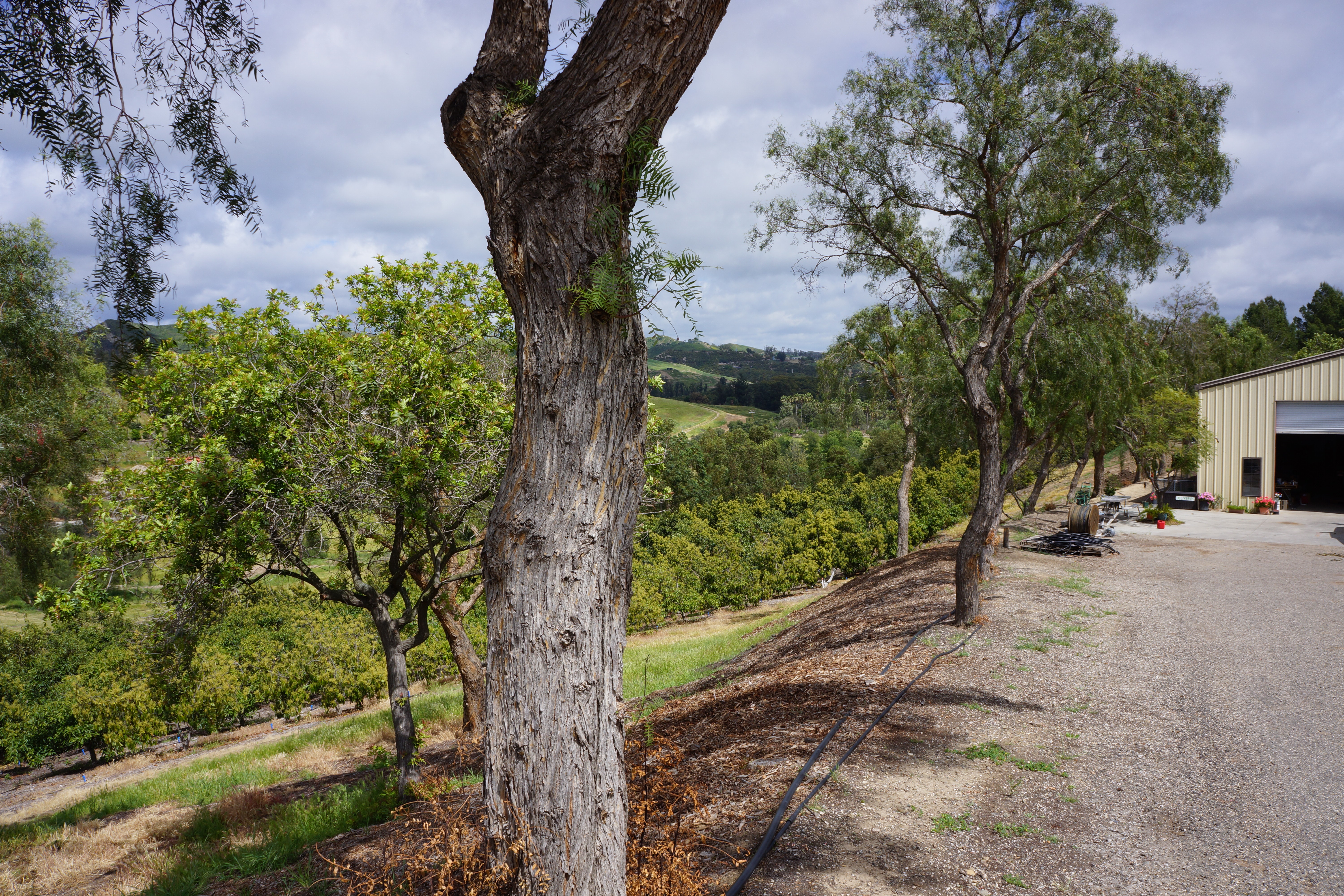 Avocado Ranch Michael James Harrington (Rancho Santa Maria) - Gallery Image