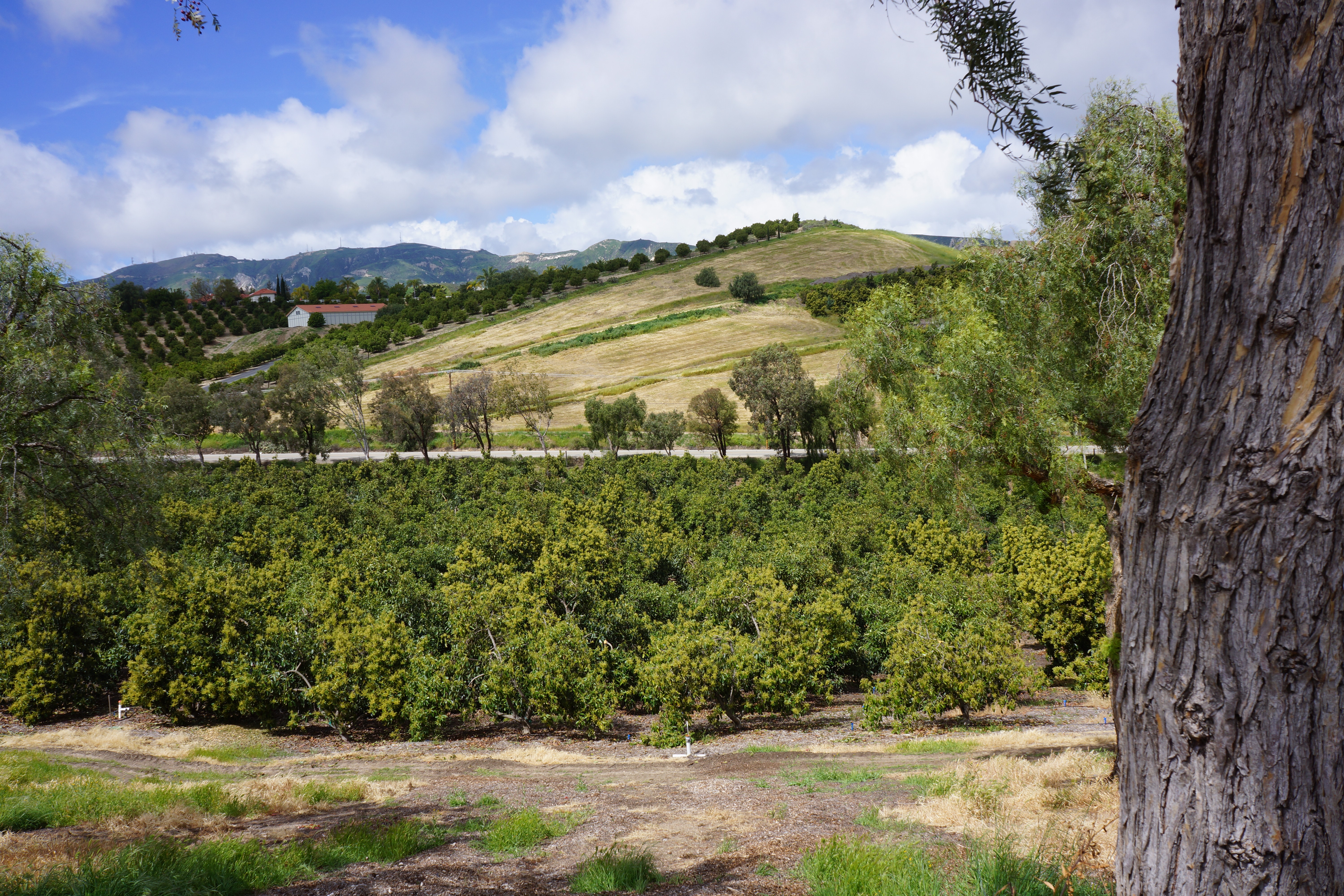 Avocado Ranch Michael James Harrington (Rancho Santa Maria) - Gallery Image