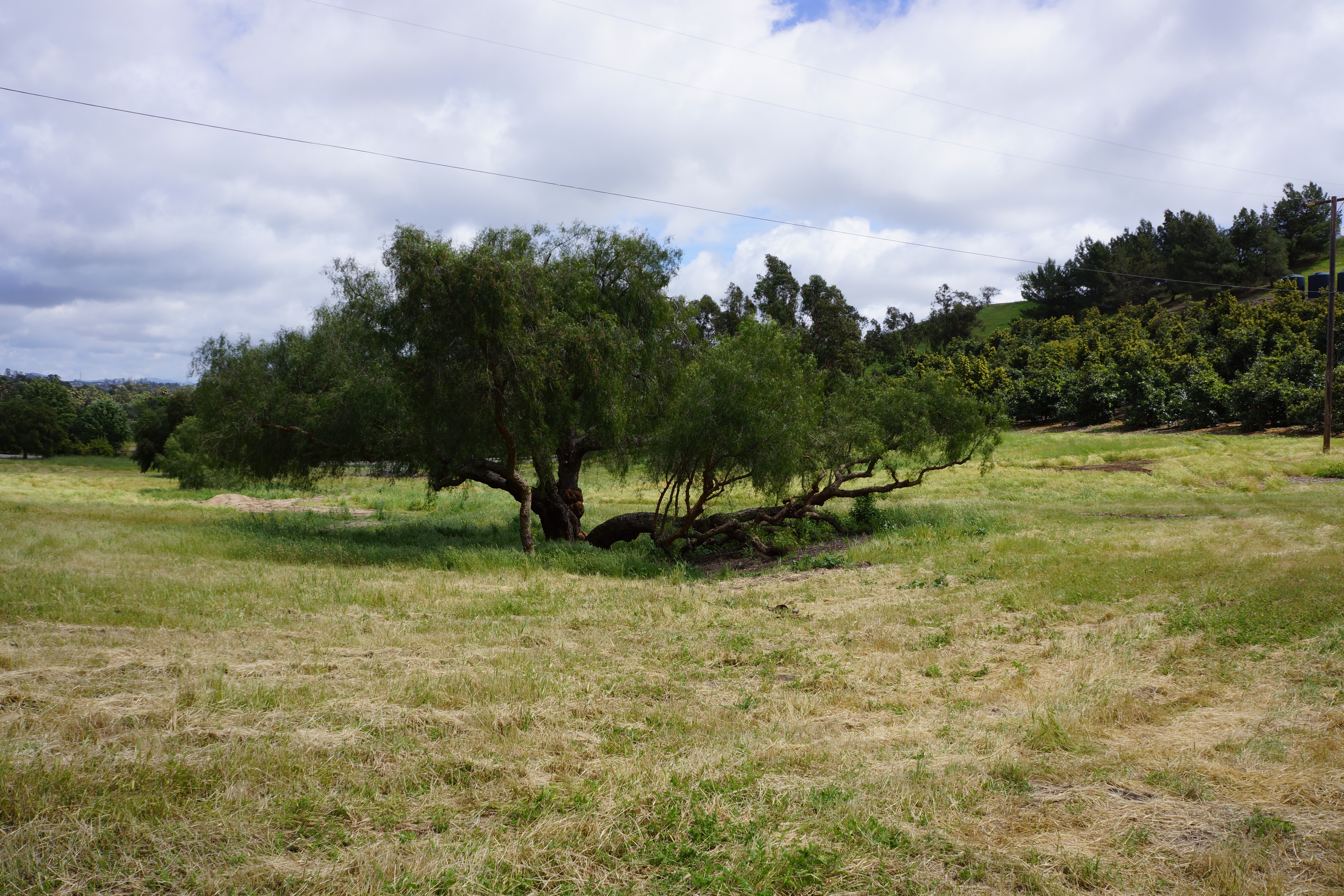 Avocado Ranch Michael James Harrington (Rancho Santa Maria) - Gallery Image