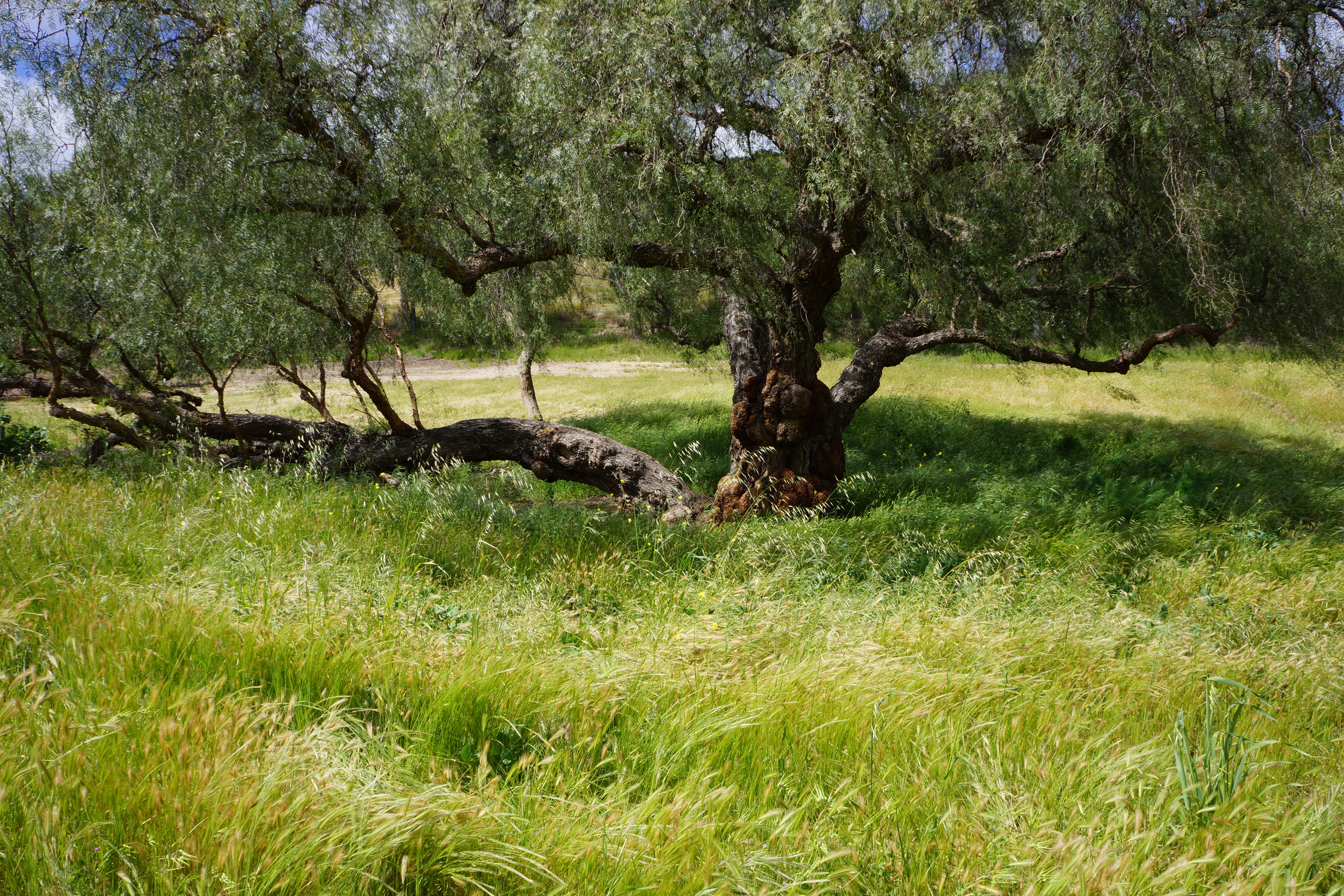 Avocado Ranch Michael James Harrington (Rancho Santa Maria) - Gallery Image