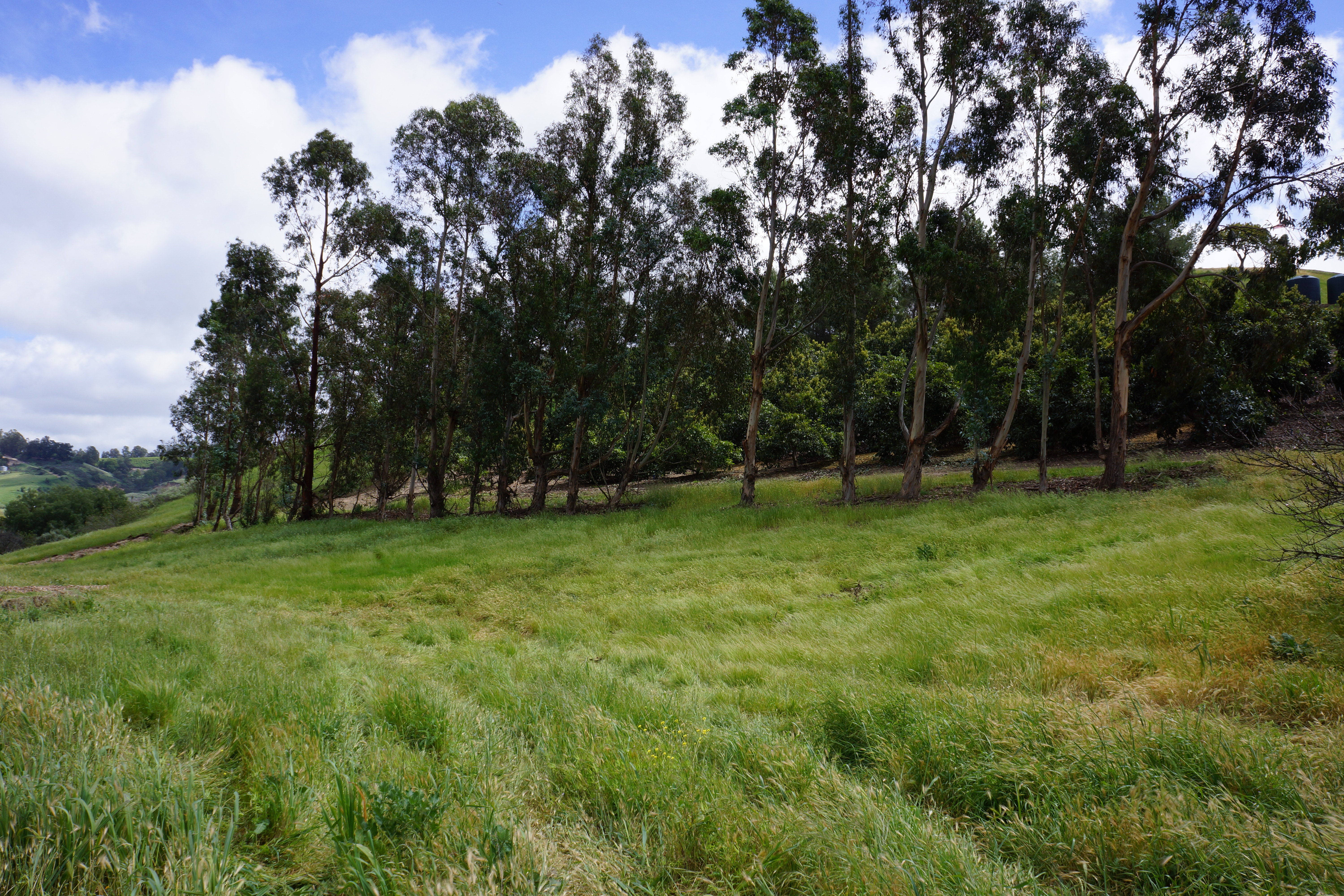 Avocado Ranch Michael James Harrington (Rancho Santa Maria) - Gallery Image