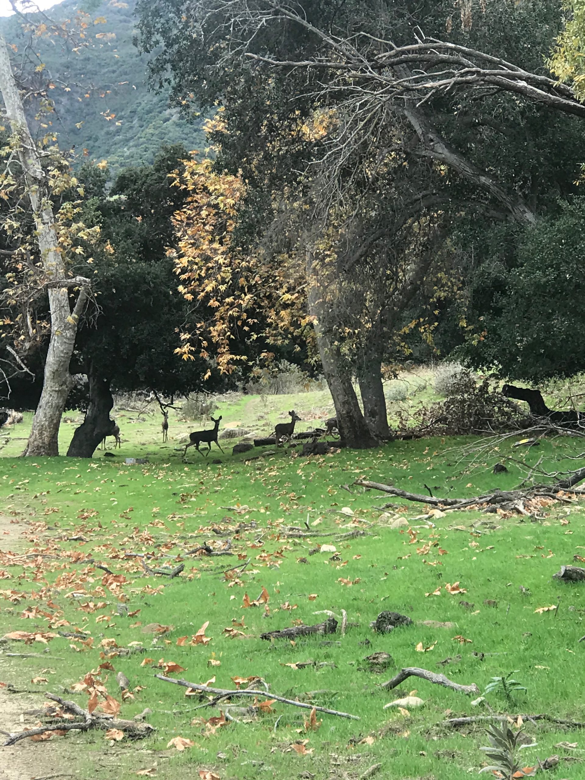 Rancho Del Rey - Gallery Image