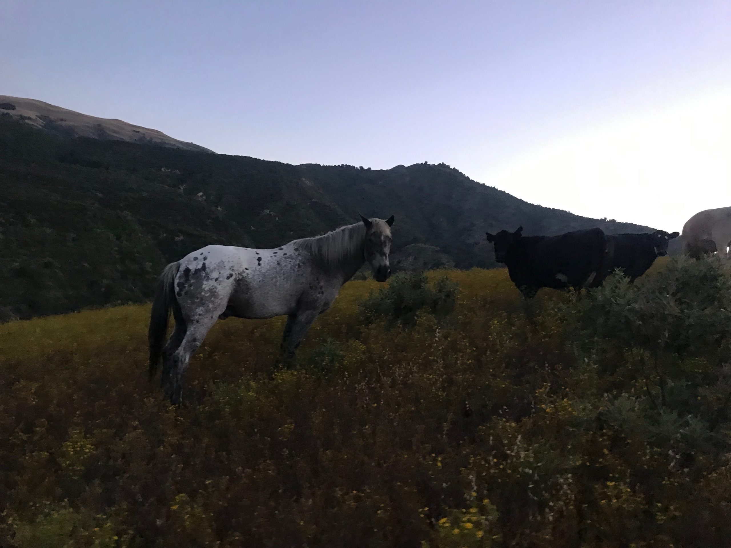 Rancho Del Rey - Gallery Image