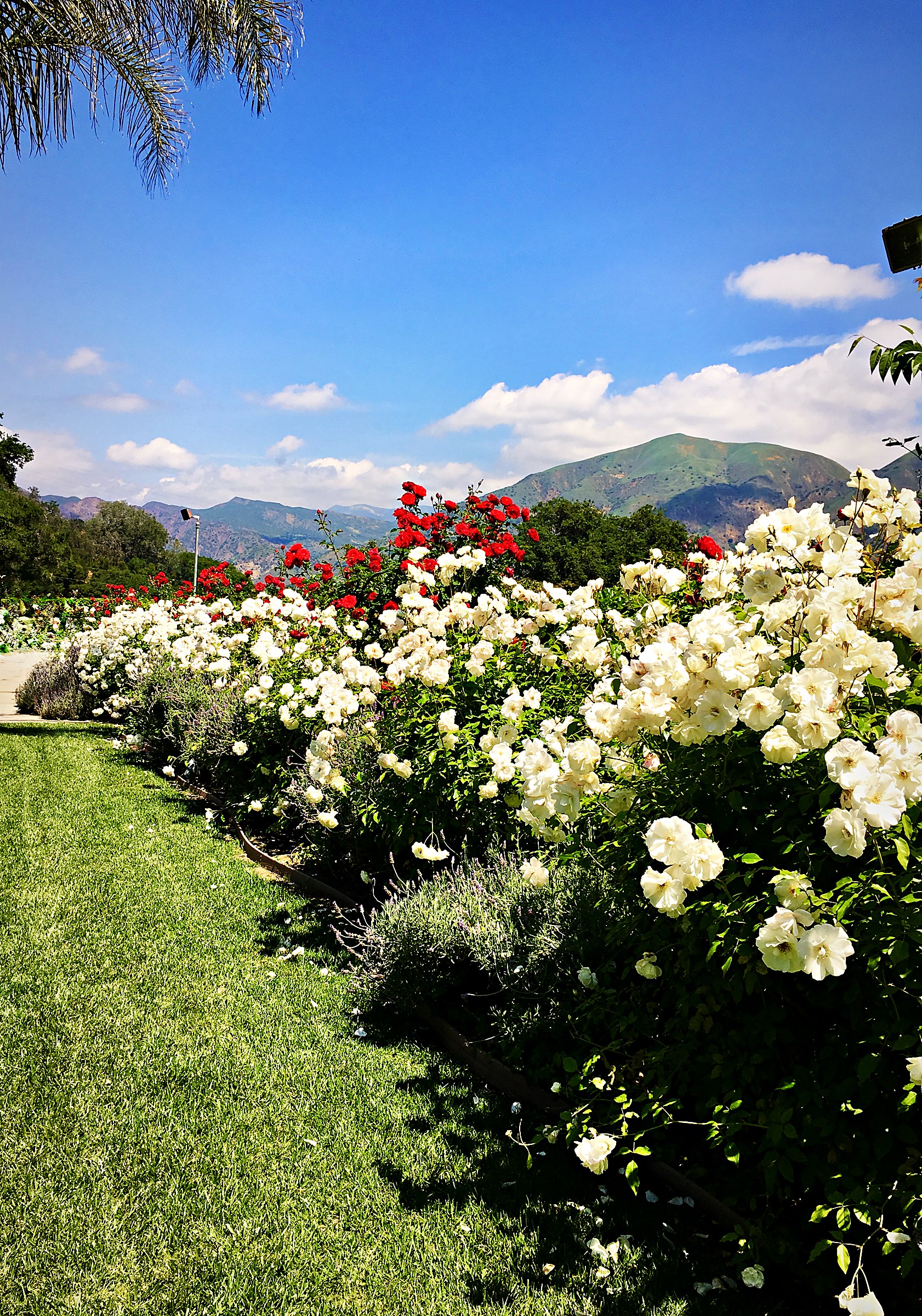 Oak Haven Estate - Fillmore Area - Gallery Image